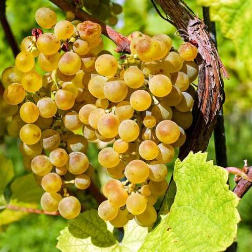 grape