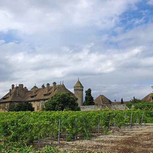 ripaille vineyard