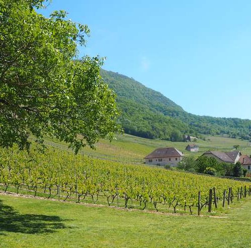 Vineyard in Jongieux