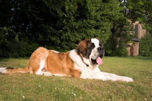 Dog Saint Bernard