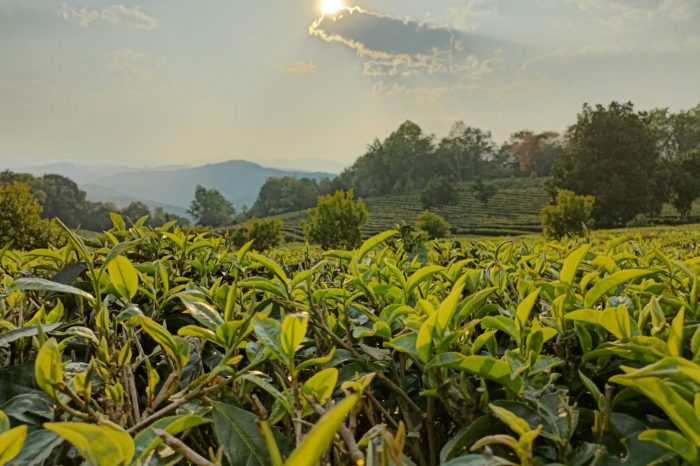 VOYAGE DECOUVERTE DU XISHUANGBANNA DANS LE YUNNAN SUD – 6 jours / 5 nuits